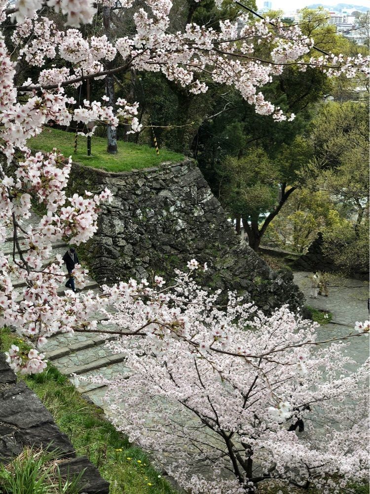 nicanさんが投稿した和歌山城の桜に関する口コミの画像