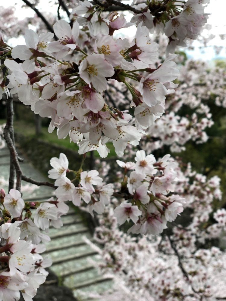 nicanさんが投稿した和歌山城の桜に関する口コミの画像