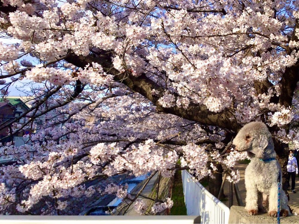 池田モコさんが投稿した日岡山公園に関する口コミの画像