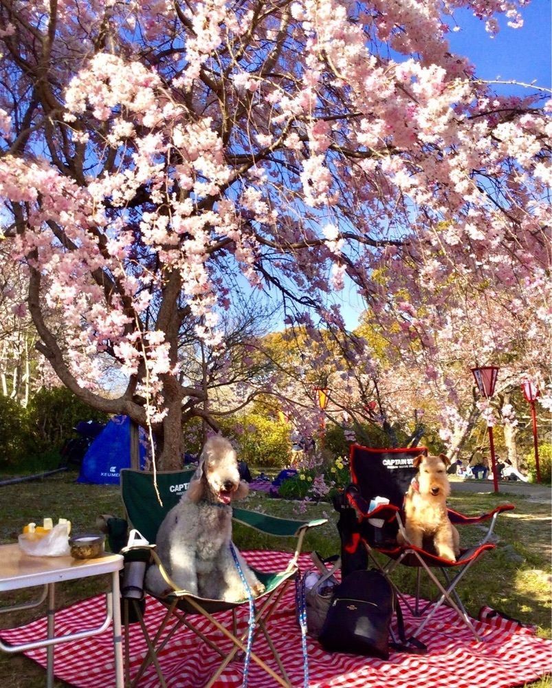 池田モコさんが投稿した日岡山公園に関する口コミの画像