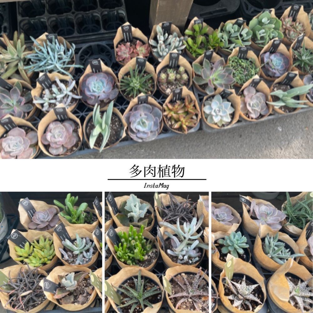 ぺたこ♡さんが投稿したホームセンター コーナン 布施駅前店に関する口コミの画像