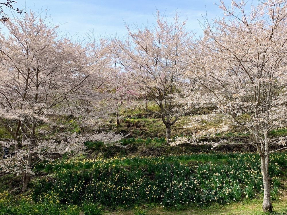 formal_cafeteria_8688さんが投稿した長湯温泉に関する口コミの画像
