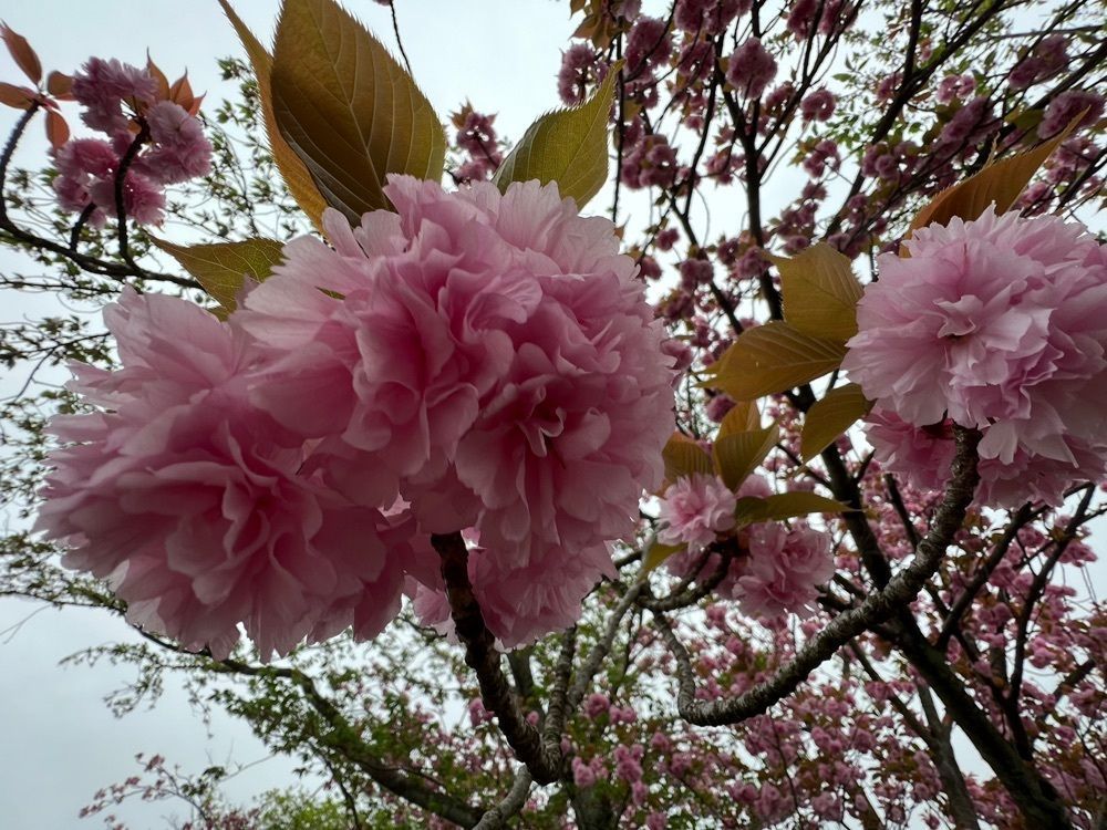 surumeさんが投稿した花畑園芸公園に関する口コミの画像