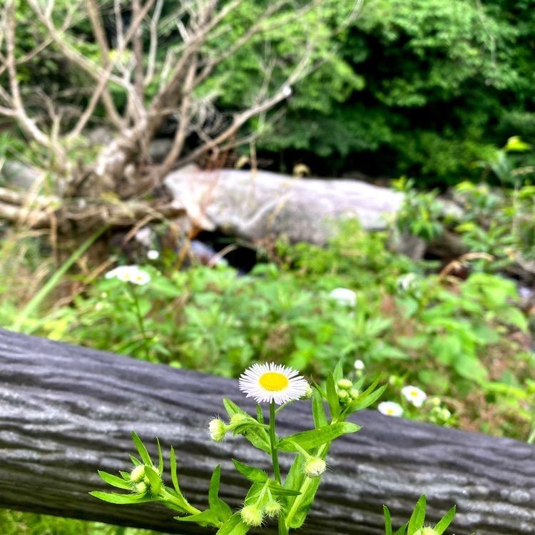 Rhapsodyさんが投稿した加茂ゆらりんこ橋に関する口コミの画像