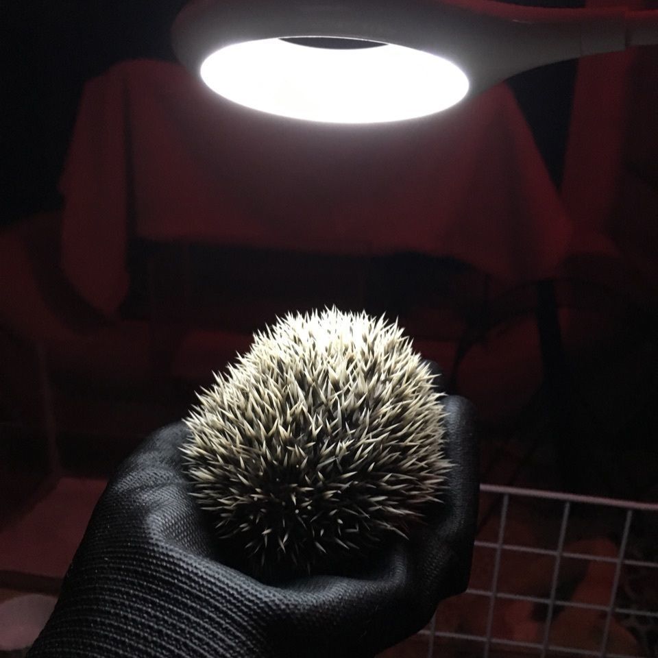 こじまっちさんが投稿した午前2時のハリネズミさんに関する口コミの画像