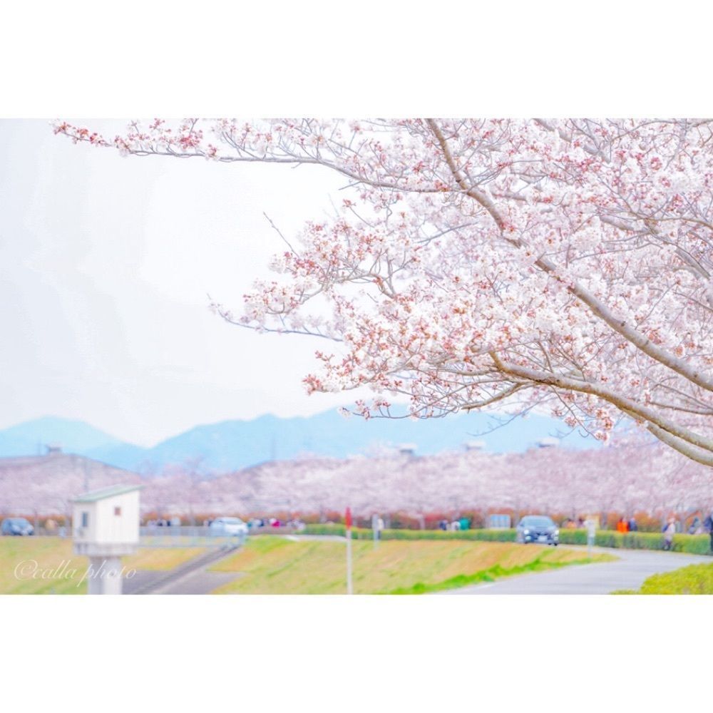 urban_garden_243aさんが投稿したおの桜づつみ回廊に関する口コミの画像
