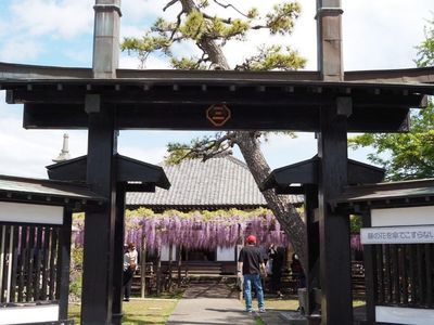 熊野の長フジ（行興寺） 4枚目