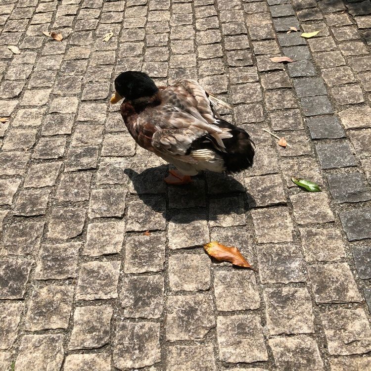 モコさんが投稿した玉簾の滝に関する口コミの画像