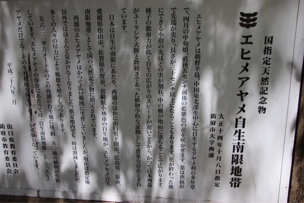 シュウさんが投稿した西浦エヒメアヤメ自生南限地帯に関する口コミの画像