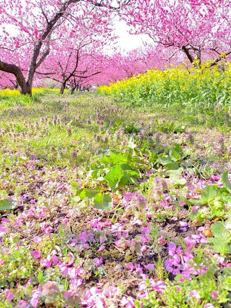 かめ_メグミさんが投稿した飯坂温泉花ももの里に関する口コミの画像