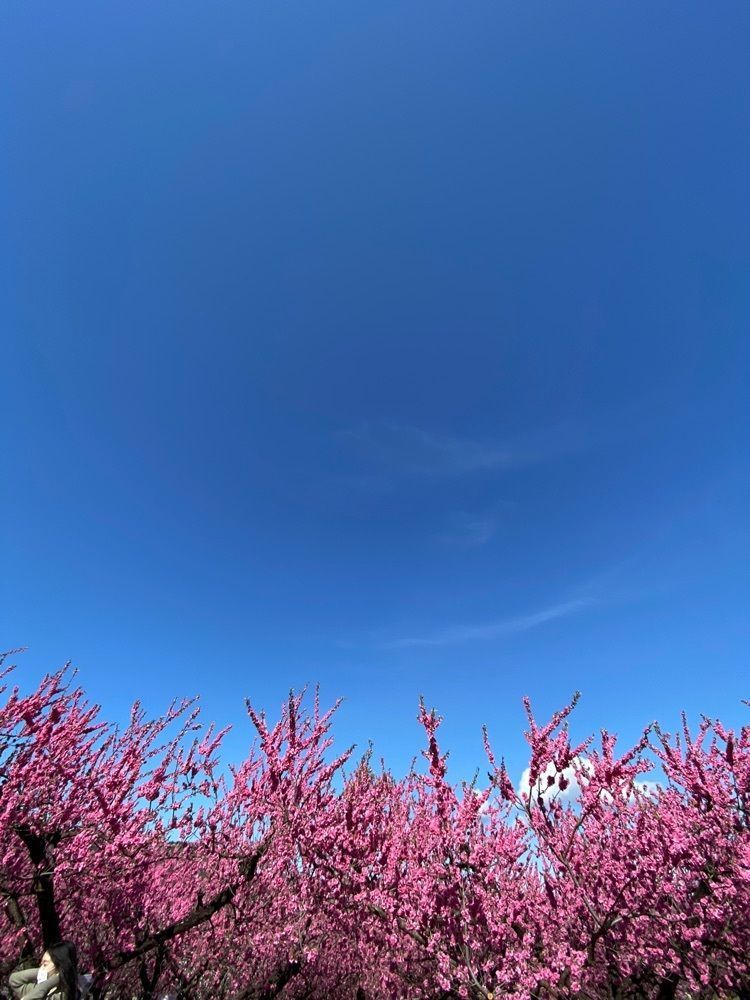 かめ_メグミさんが投稿した飯坂温泉花ももの里に関する口コミの画像