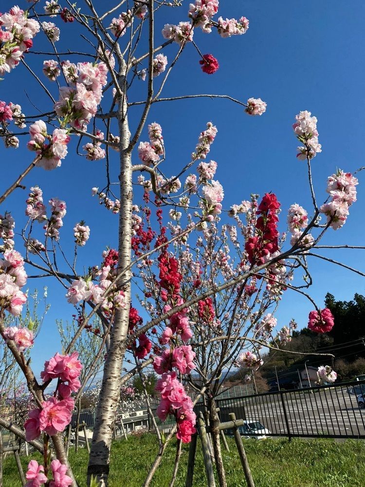 かめ_メグミさんが投稿した飯坂温泉花ももの里に関する口コミの画像