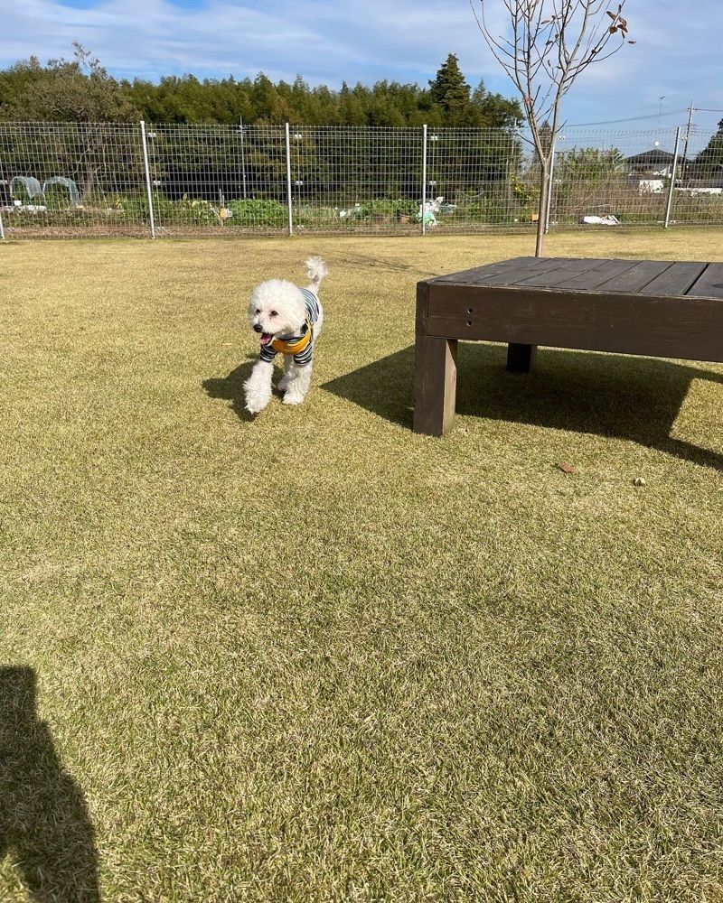 Qsaさんが投稿したドッグランカフェ・フェリスタスに関する口コミの画像