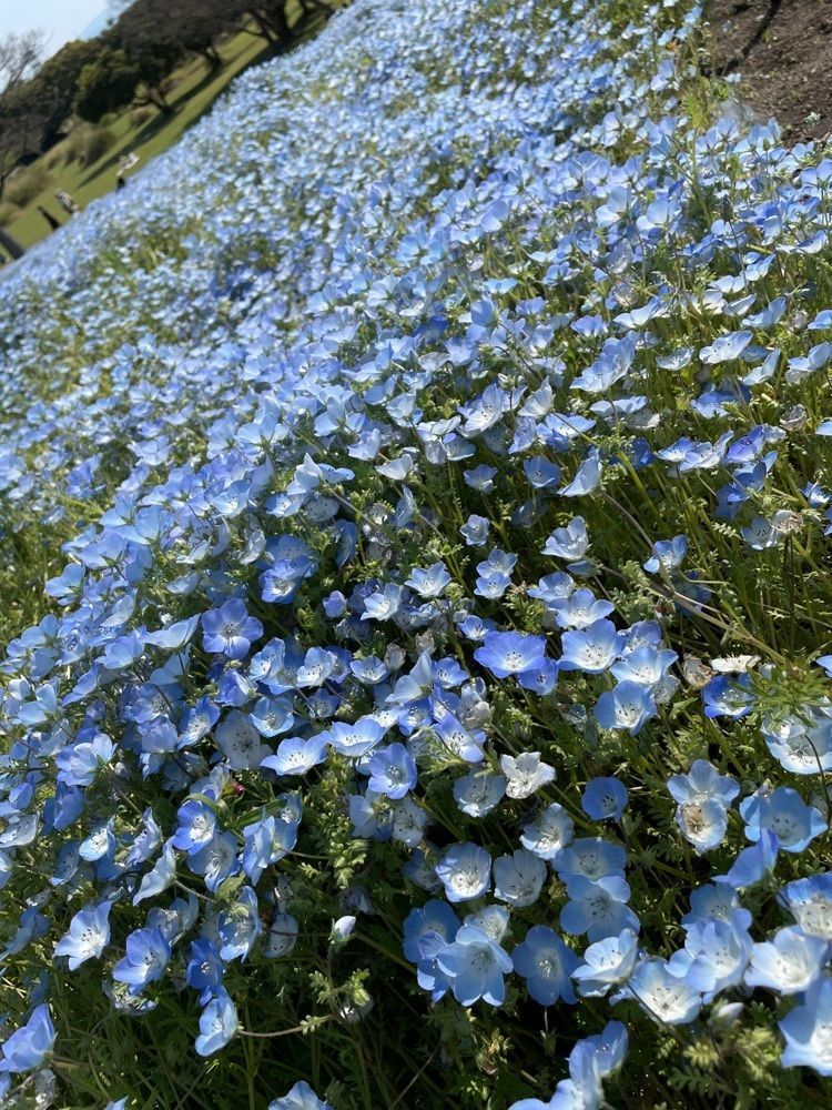 F/NMSH✴︎さんが投稿した国営海の中道海浜公園に関する口コミの画像