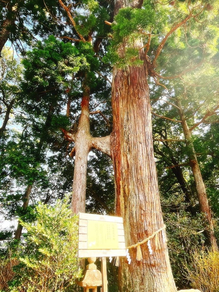 猫なぎ。さんが投稿した熊野那智神社に関する口コミの画像