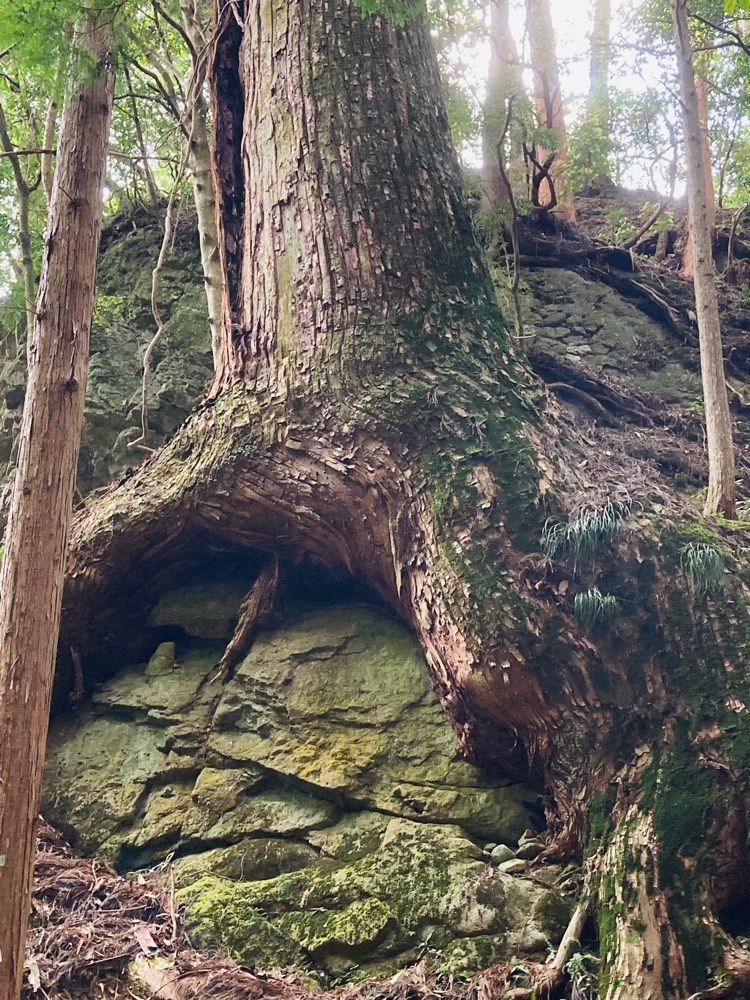So-kunさんが投稿した室生寺本堂（灌頂堂）に関する口コミの画像