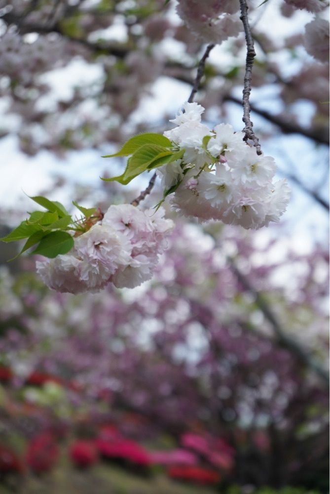 mt0130さんが投稿した歌垣公園に関する口コミの画像