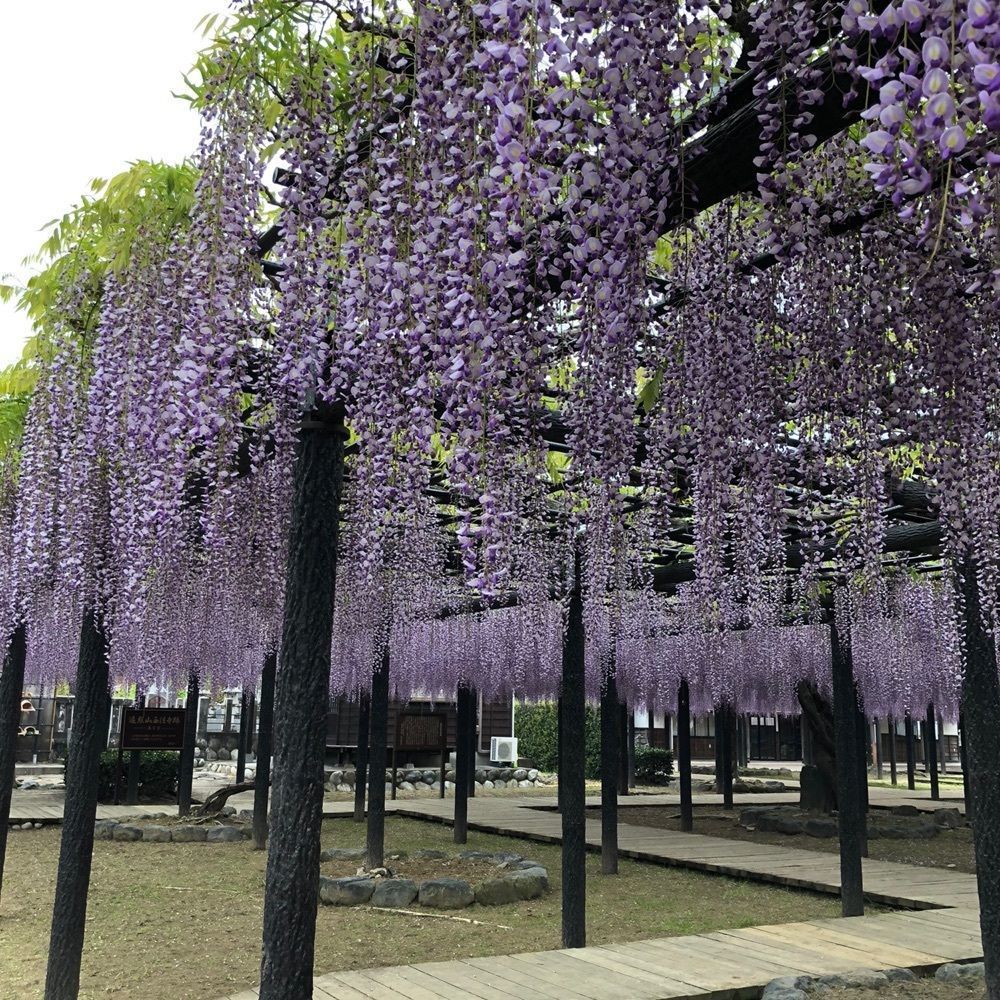 ryu-ryu-mamaさんが投稿した豊田熊野記念公園に関する口コミの画像
