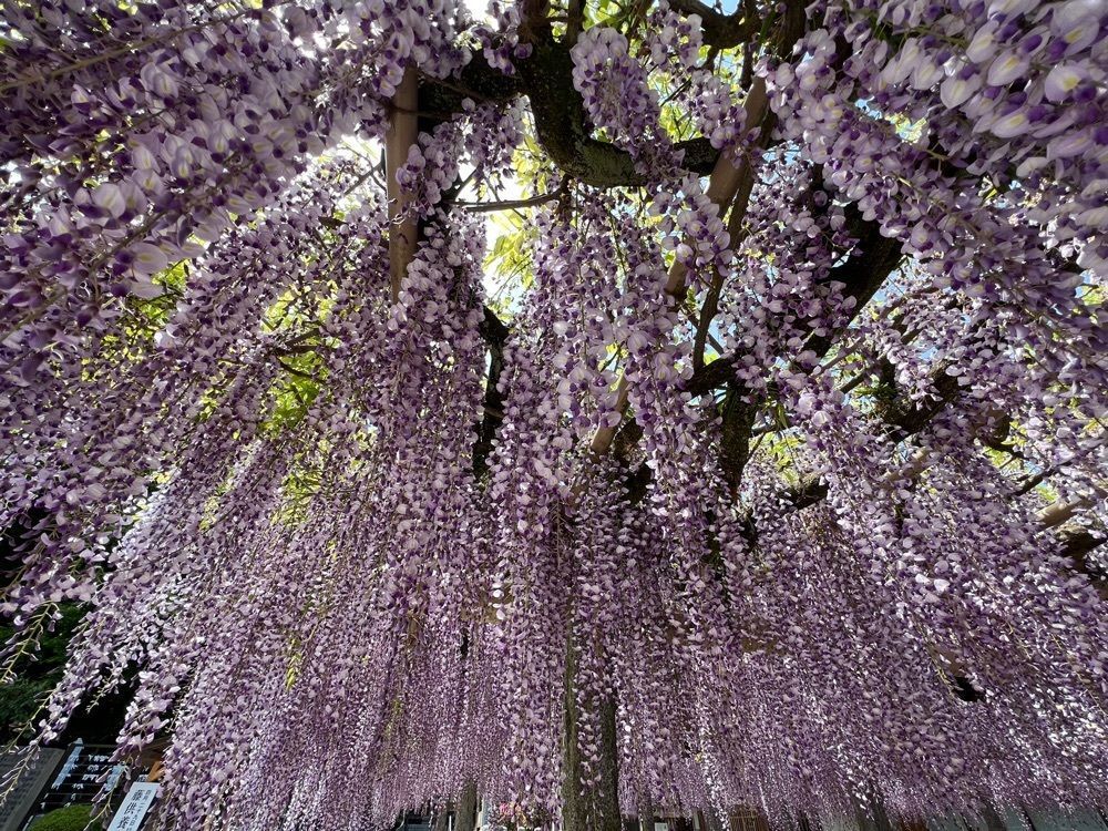surumeさんが投稿した武蔵寺の藤に関する口コミの画像