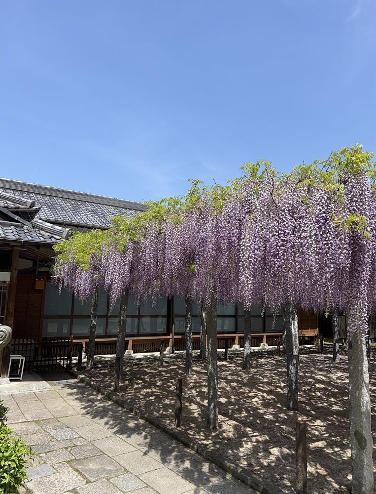 surumeさんが投稿した武蔵寺の藤に関する口コミの画像