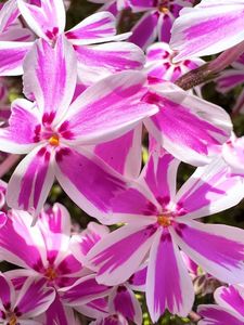 羊山公園 8枚目