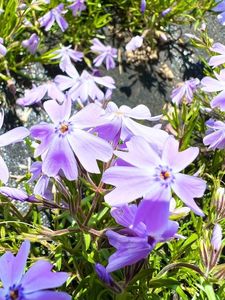 羊山公園 7枚目