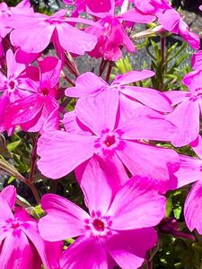 羊山公園 6枚目