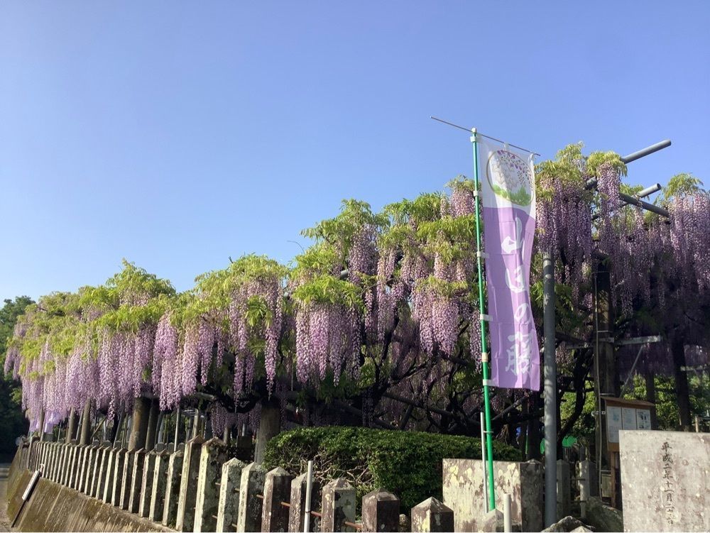 festive_garden_7486さんが投稿した山田日吉神社に関する口コミの画像