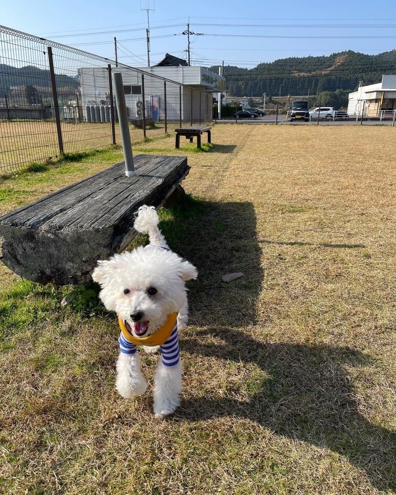 Qsaさんが投稿したパアニ　ドッグカフェ（Paani dog cafe）に関する口コミの画像