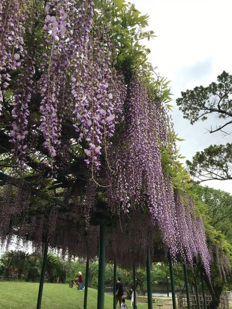 りょう.Ｋさんが投稿した小城公園に関する口コミの画像