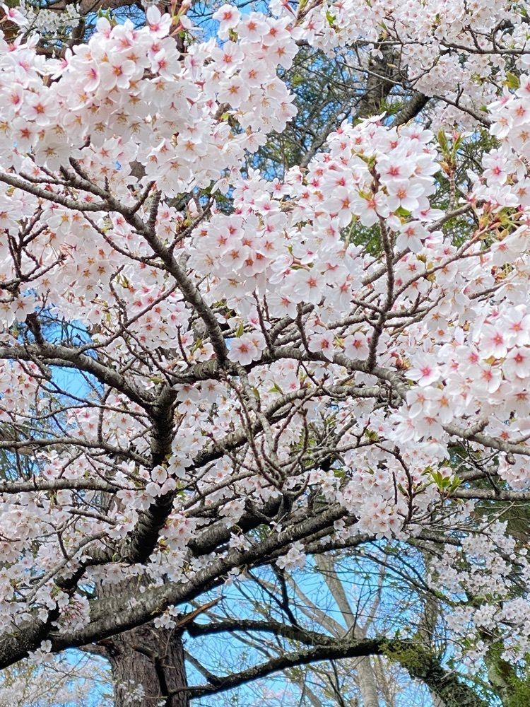 かめ_メグミさんが投稿した空の庭リゾートに関する口コミの画像