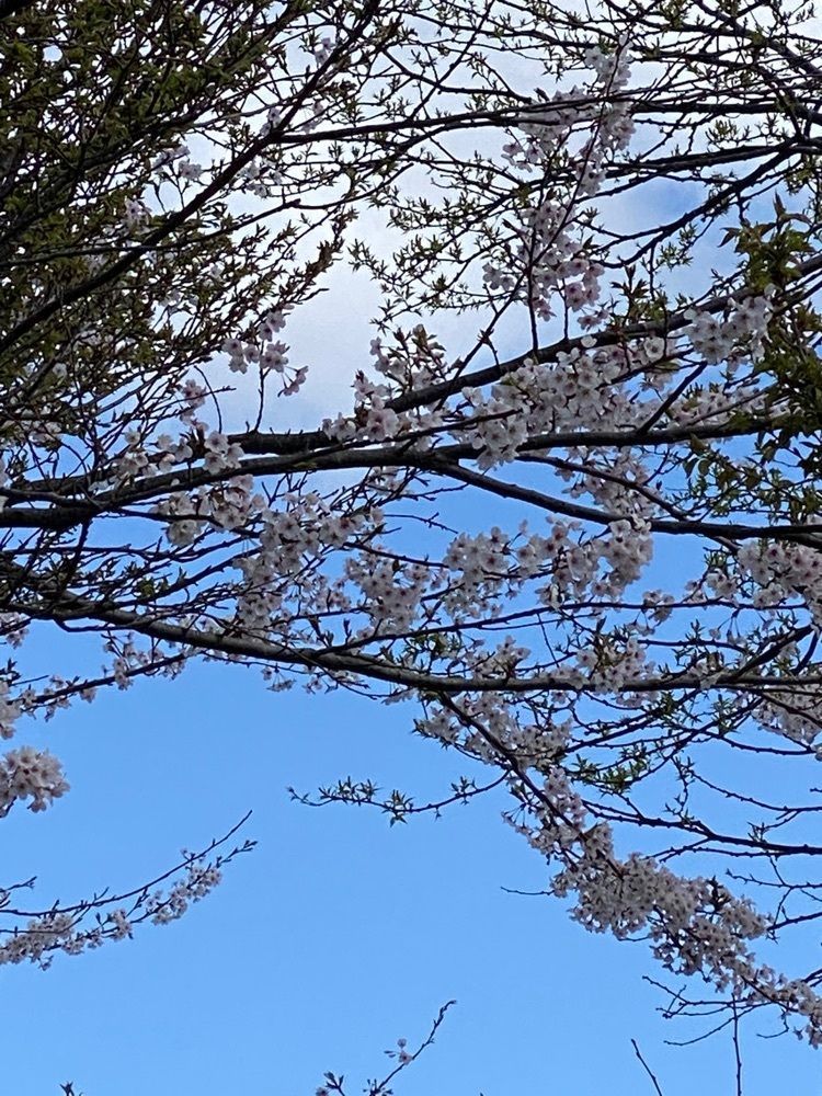 かめ_メグミさんが投稿した空の庭リゾートに関する口コミの画像