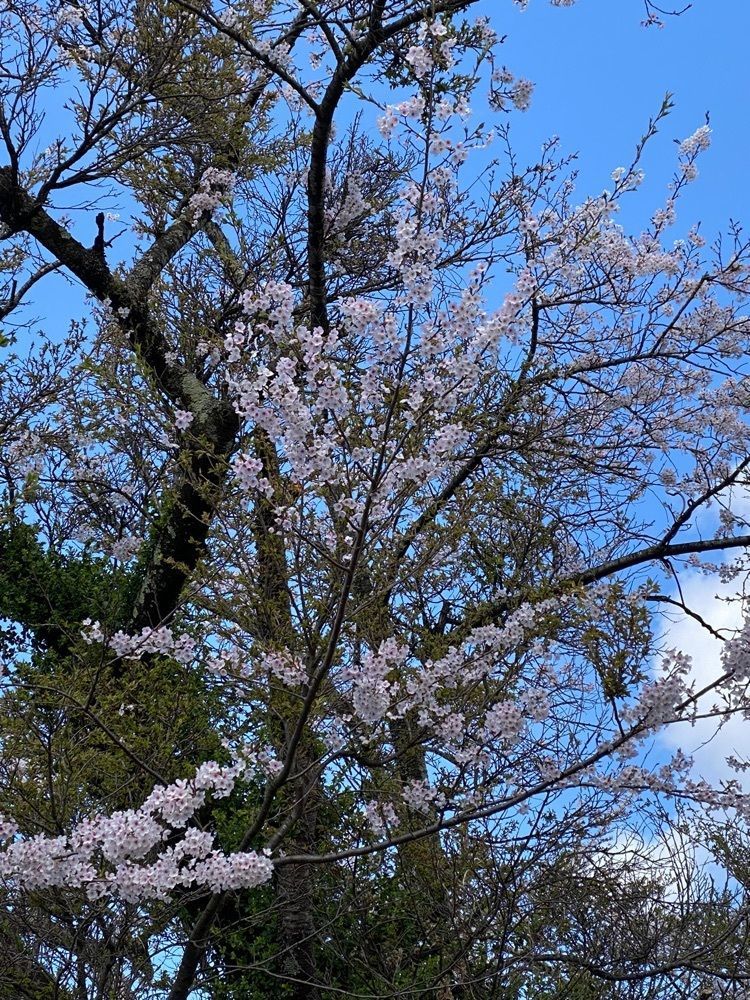かめ_メグミさんが投稿した空の庭リゾートに関する口コミの画像