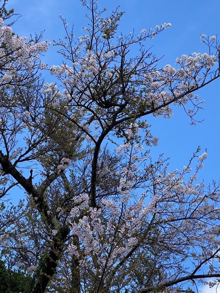 かめ_メグミさんが投稿した空の庭リゾートに関する口コミの画像