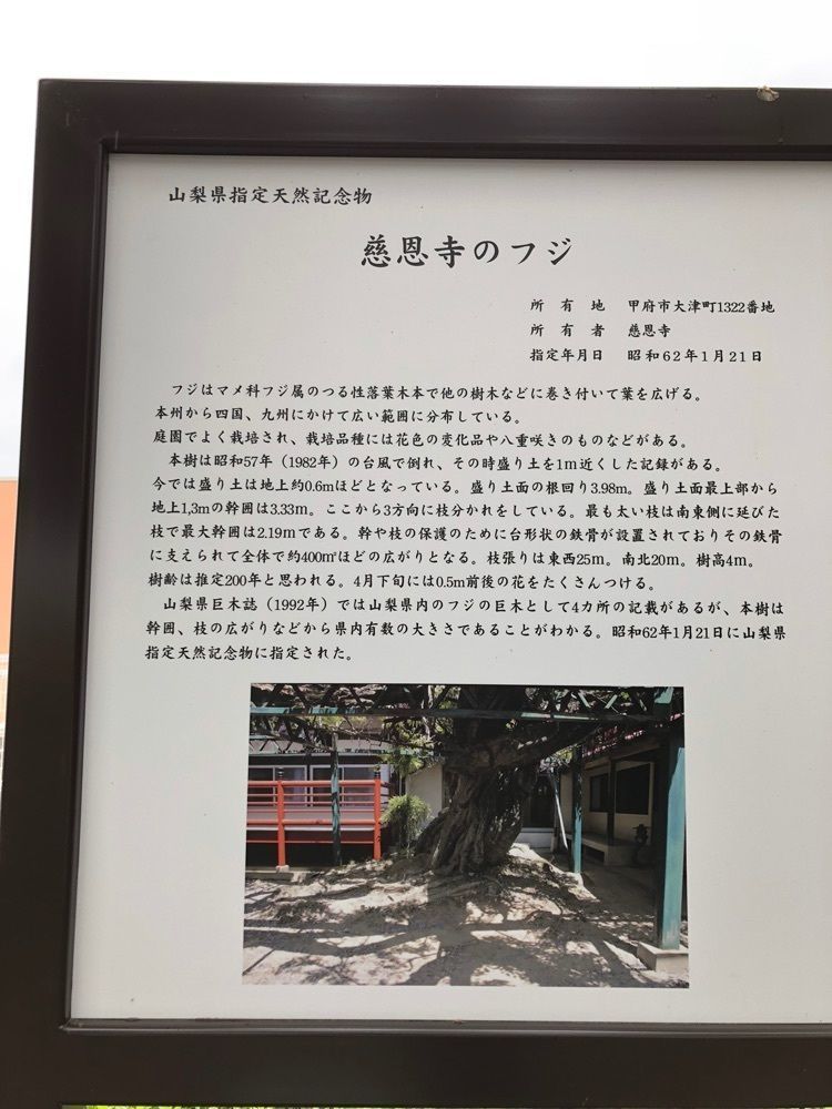 Nさんが投稿した慈恩寺の藤の花に関する口コミの画像