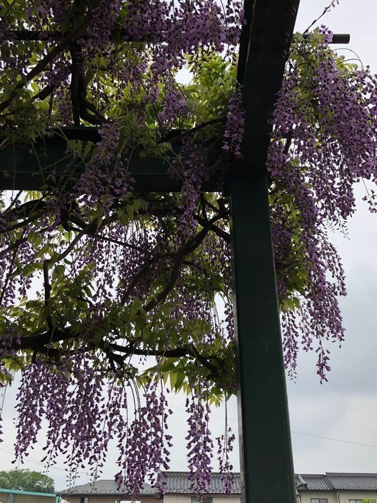Nさんが投稿した慈恩寺の藤の花に関する口コミの画像