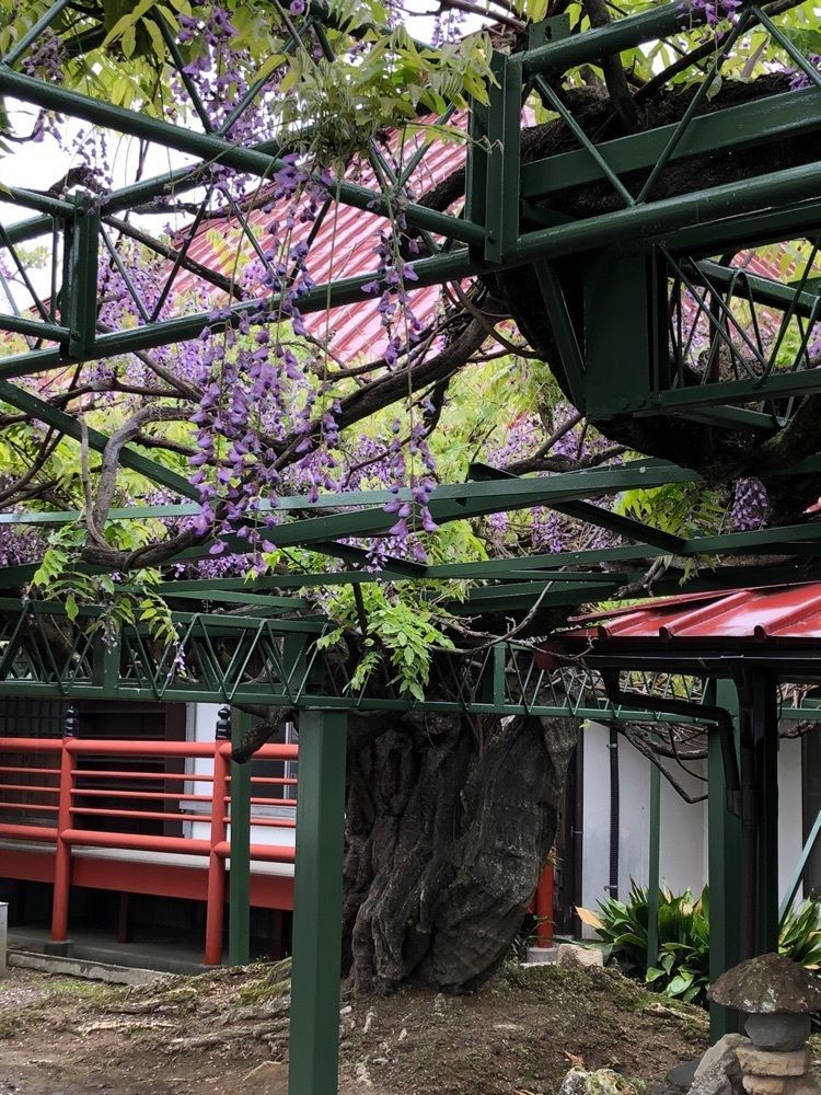 Nさんが投稿した慈恩寺の藤の花に関する口コミの画像
