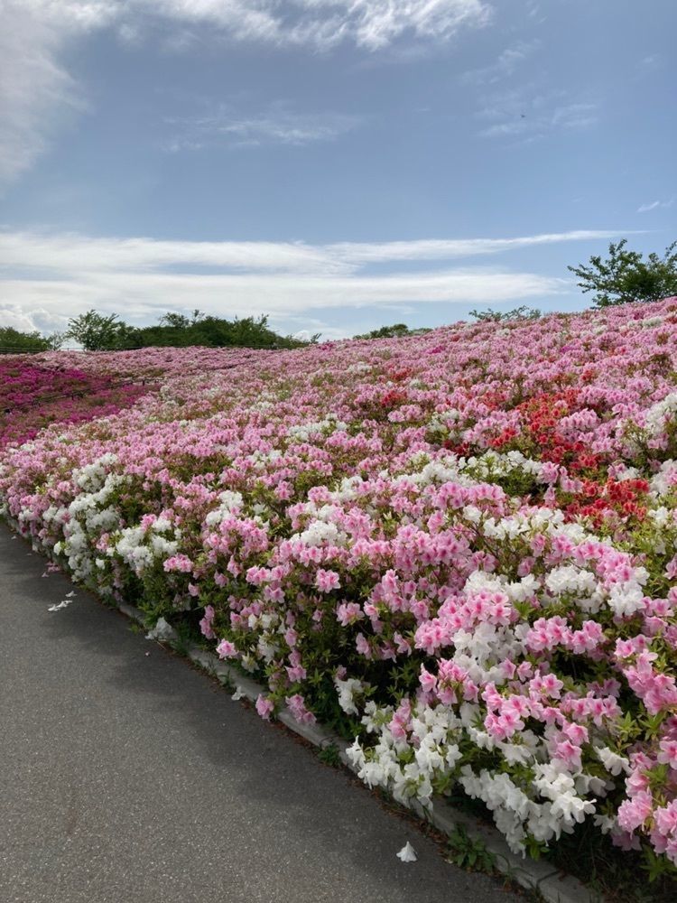 rural_village_e4eaさんが投稿した老の山公園／つつじに関する口コミの画像