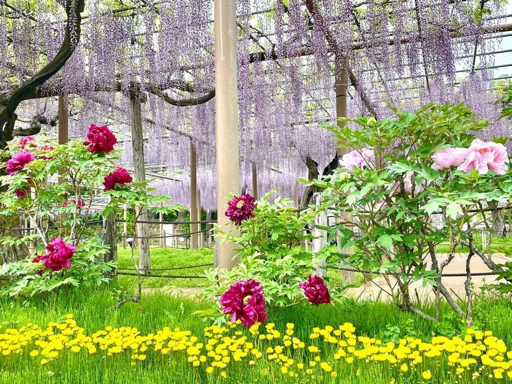 festive_pocket_064aさんが投稿した曼陀羅寺（愛知県江南市）に関する口コミの画像