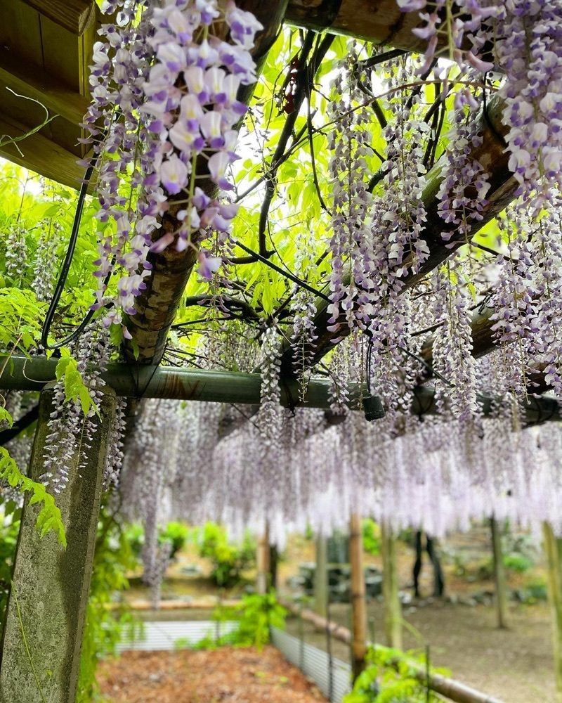 cool_culture_9717さんが投稿した観音堂（禎祥寺）の藤に関する口コミの画像