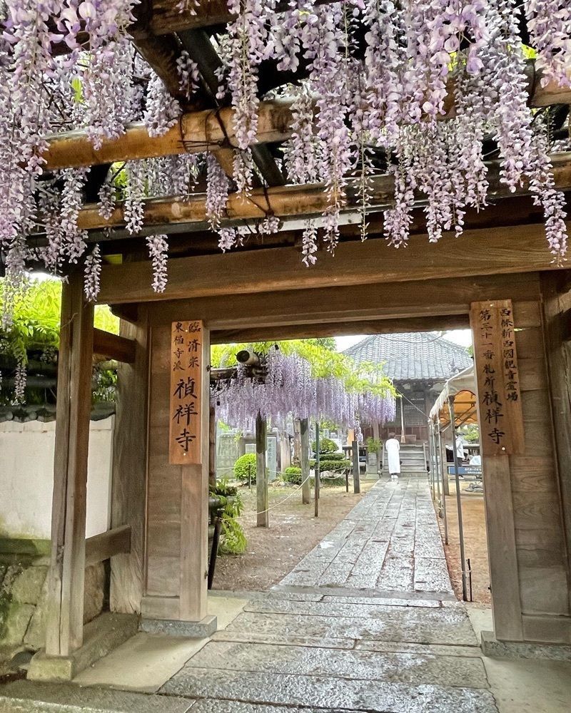 cool_culture_9717さんが投稿した観音堂（禎祥寺）の藤に関する口コミの画像