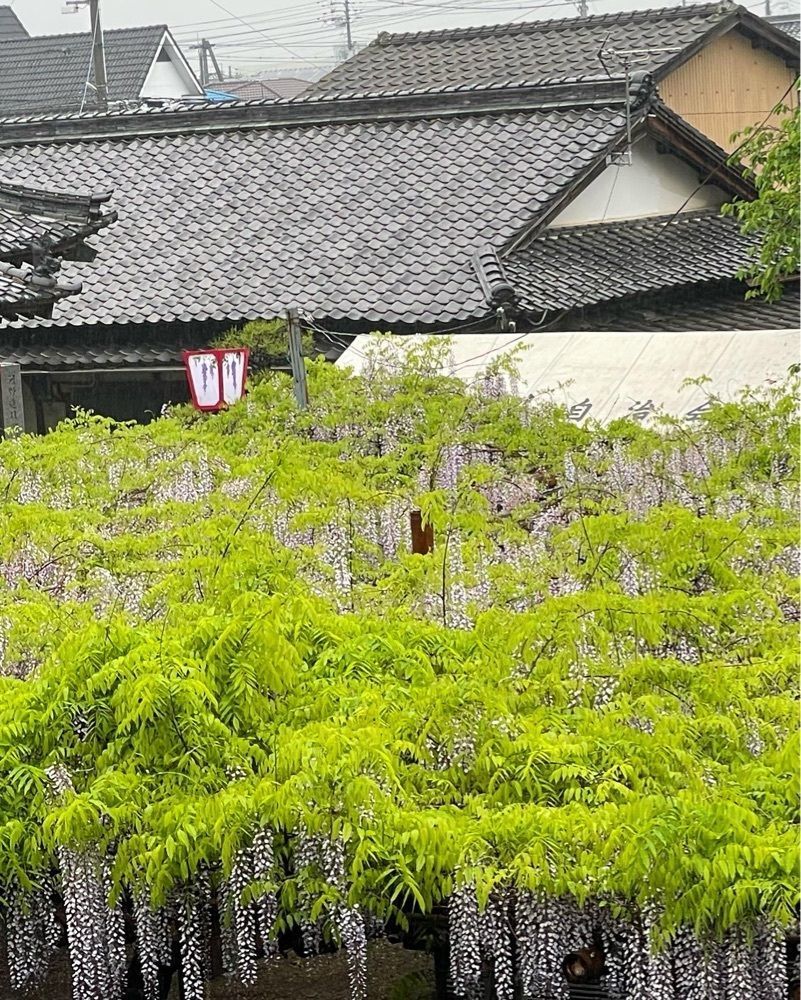 cool_culture_9717さんが投稿した観音堂（禎祥寺）の藤に関する口コミの画像