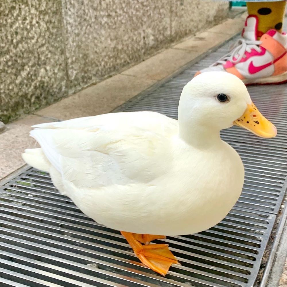 ぶたまんまん(奈良カフェ)さんが投稿したことのま あかりに関する口コミの画像