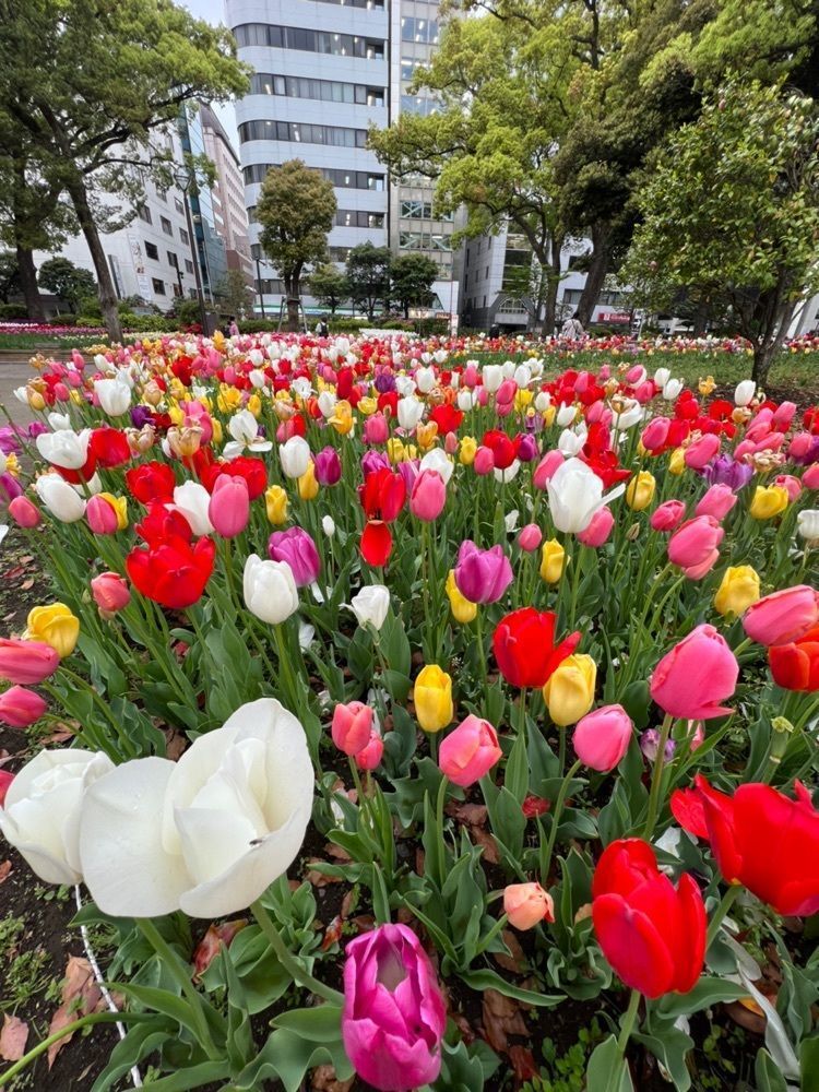 みーさんが投稿した横浜公園のチューリップに関する口コミの画像