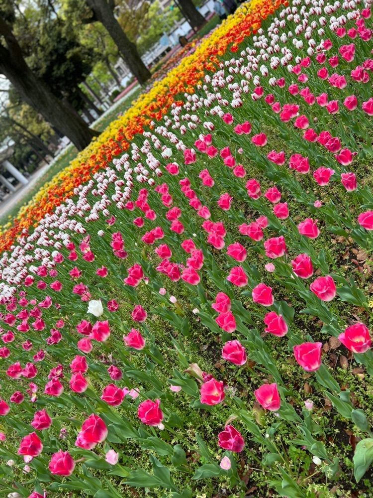 みーさんが投稿した横浜公園のチューリップに関する口コミの画像