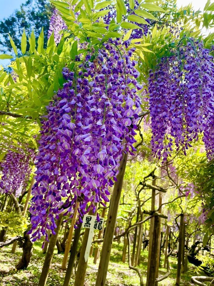 kei_koさんが投稿した会津八一歌碑（春日大社萬葉植物園（神苑）内）に関する口コミの画像