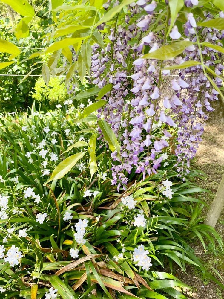 kei_koさんが投稿した会津八一歌碑（春日大社萬葉植物園（神苑）内）に関する口コミの画像