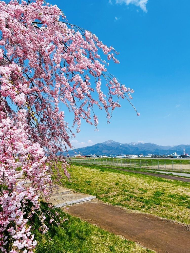猫なぎ。さんが投稿した山形空港総合案内所に関する口コミの画像