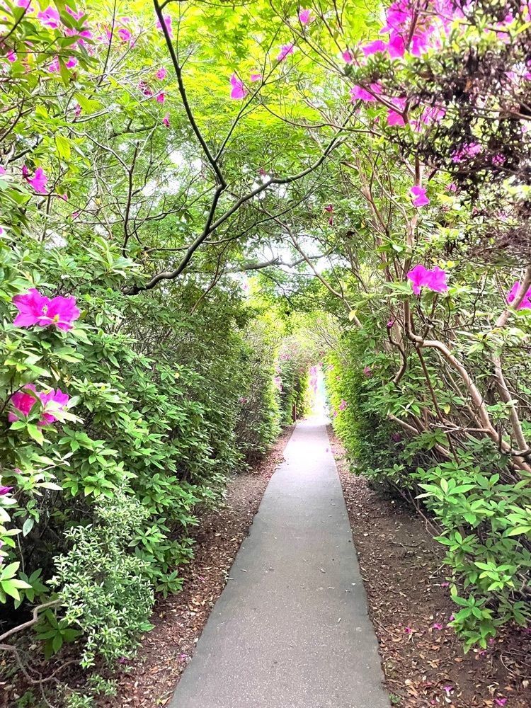 みぃさんが投稿した仏生山公園のツツジに関する口コミの画像