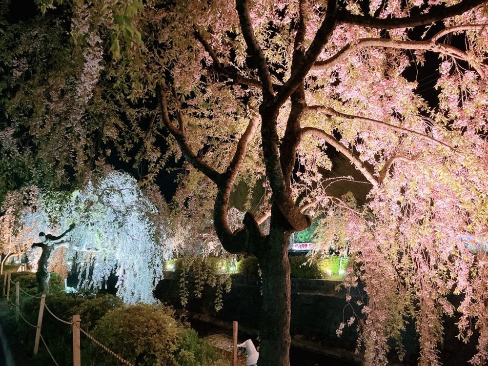 猫なぎ。さんが投稿した倉津川に関する口コミの画像